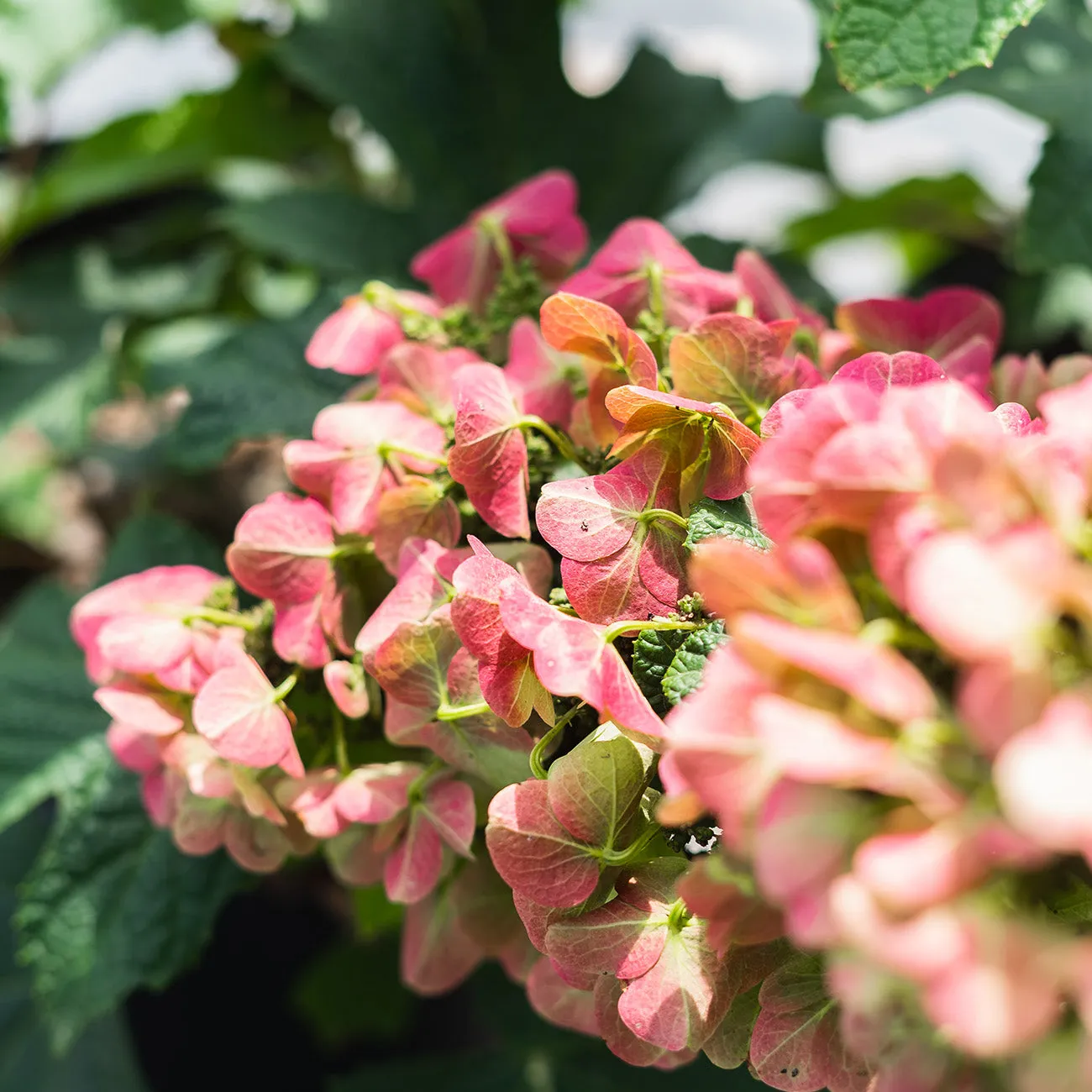 Oakleaf Ruby Slippers Hydrangea Bush