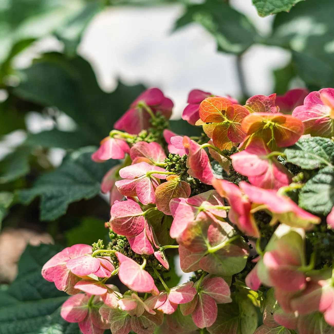 Oakleaf Ruby Slippers Hydrangea Bush