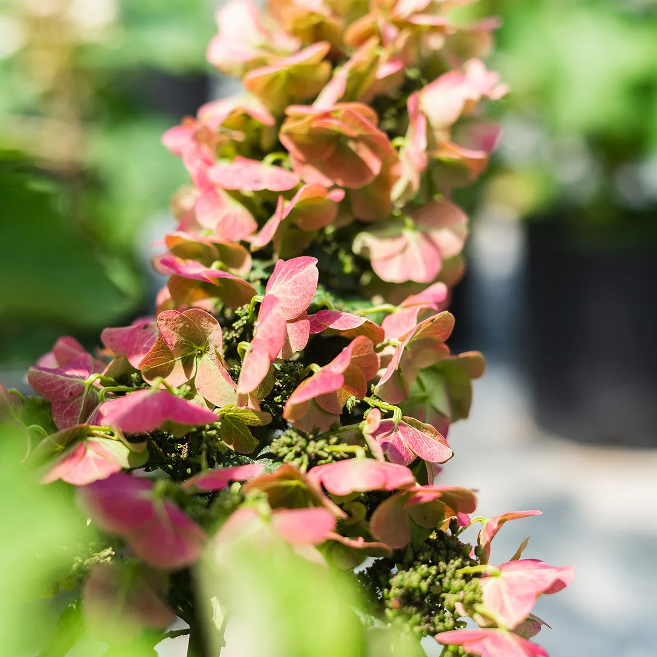 Oakleaf Ruby Slippers Hydrangea Bush